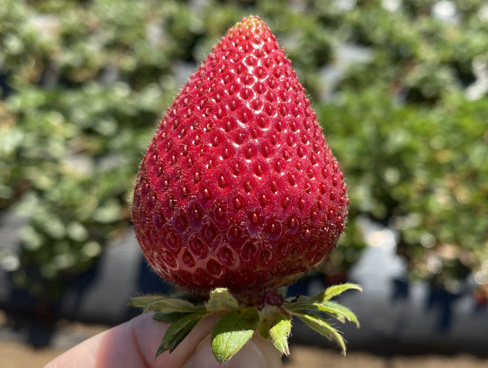 A strawberry in the field.