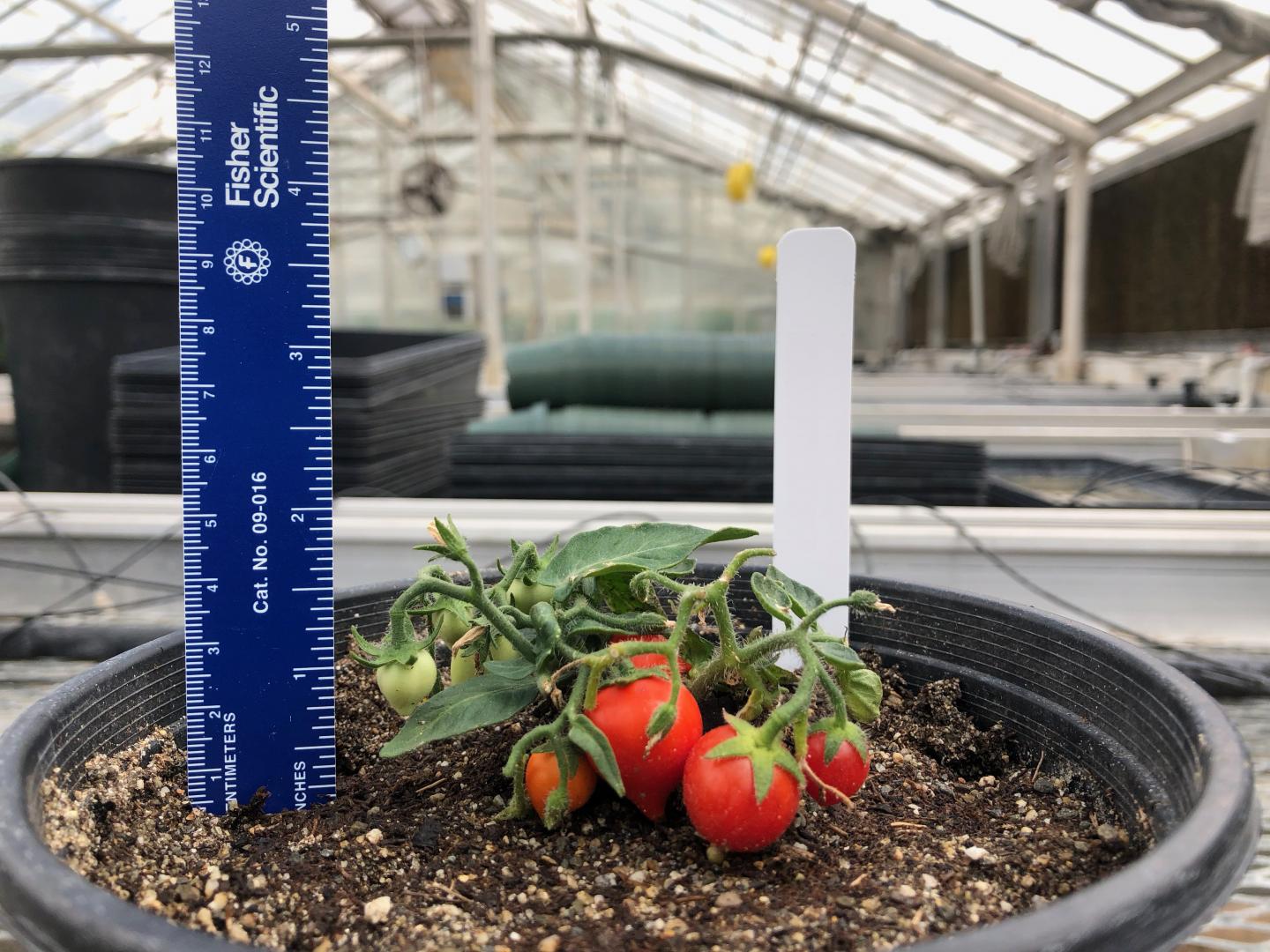 Intercropping was ideal for tomatoes rather than being planted alone.