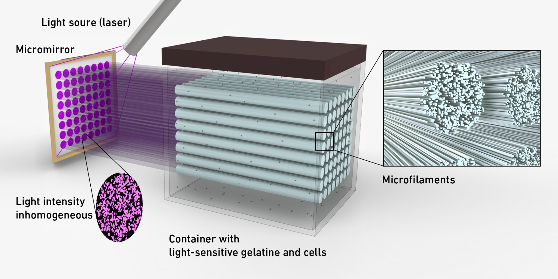 Diagrama que muestra el proceso de bioprinting con láser para crear microfilamentos en un gel fotosensible. Una fuente de luz láser pasa a través de un micromirror, que genera una distribución inhomogénea de la intensidad lumínica, produciendo áreas de alta y baja energía. Esta luz incide en un contenedor que contiene gelatina sensible a la luz y células, donde las áreas de alta intensidad forman microfilamentos en el hidrogel. En la ampliación, se observan los microfilamentos alineados, que imitan las estructuras fibrosas de tejidos naturales, permitiendo el crecimiento celular en patrones organizados.