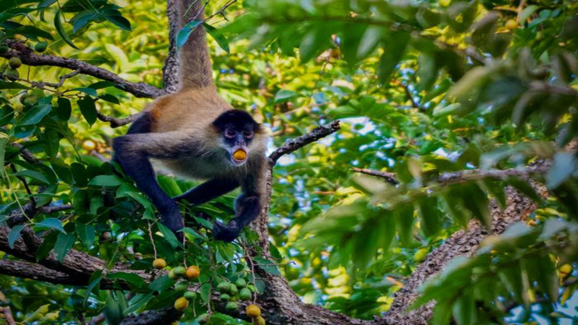 A spider monkey feeding on fruits of Spondias mombin.