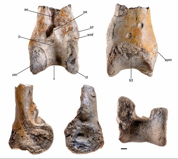 12 million-year-old terror bird fossil found in South America