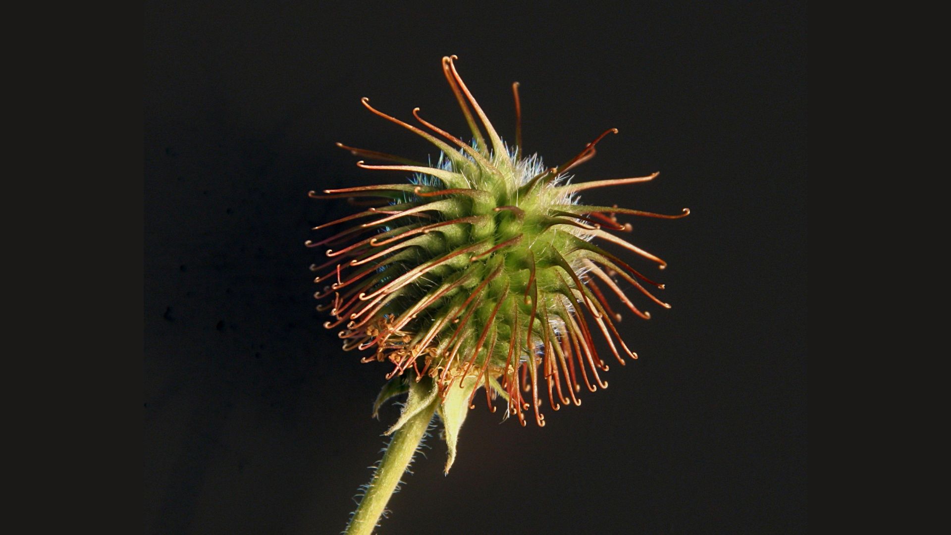 A burr has small hook look structure which can latch onto clothes or fur. 