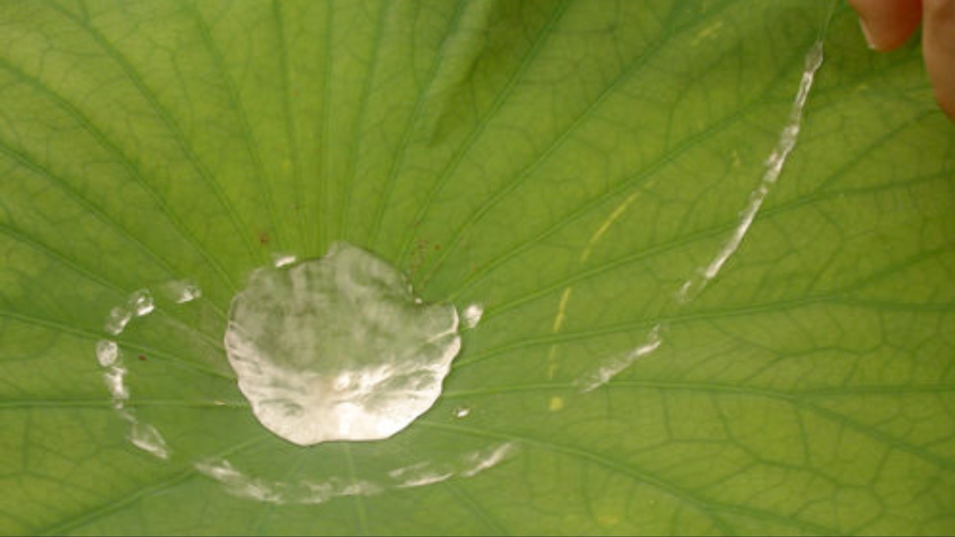 A close up of water droplets on a lotus leaf, which roll of its surface.