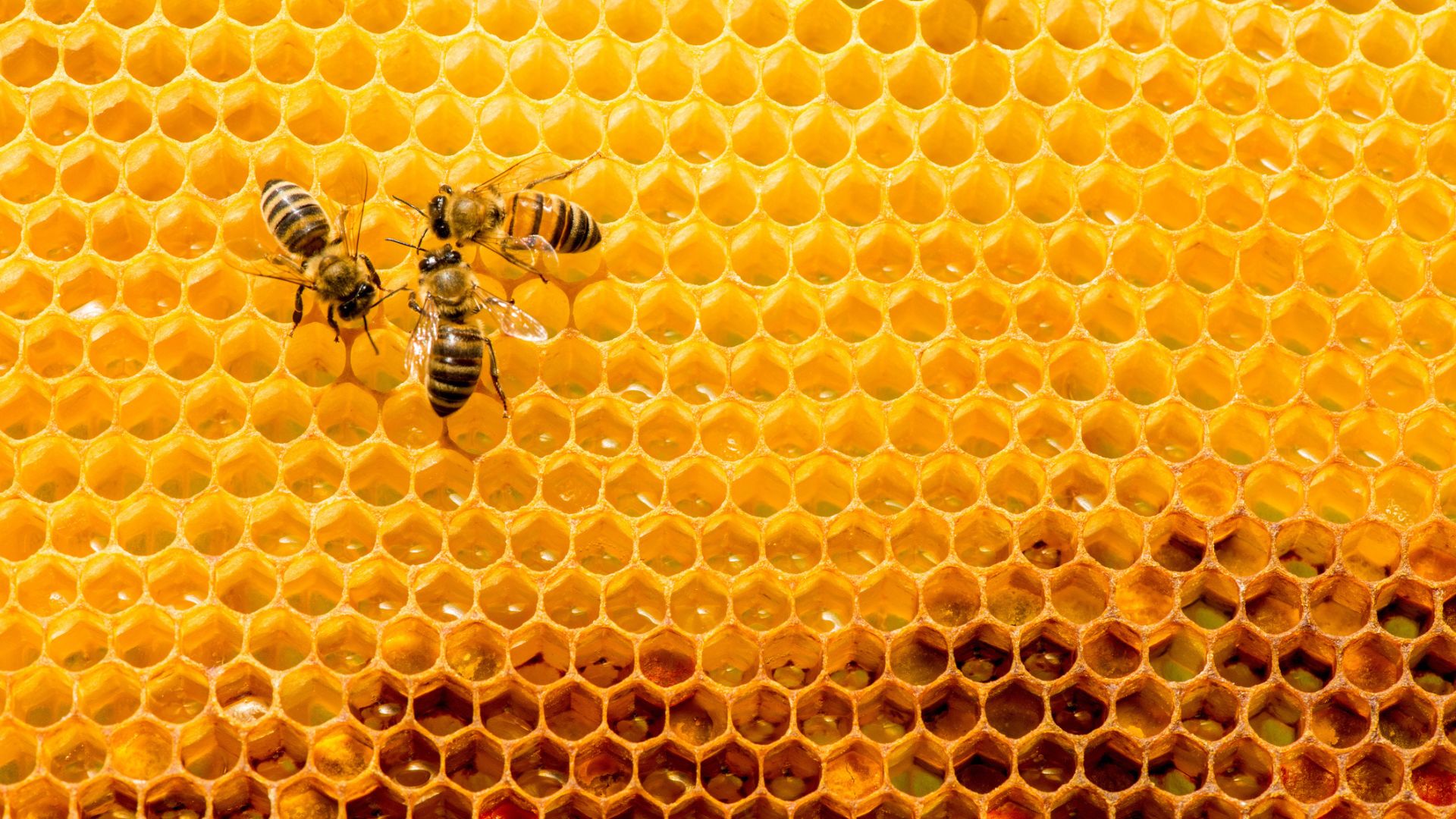 A close-up of bees on honeycomb with hexagonal structures. 