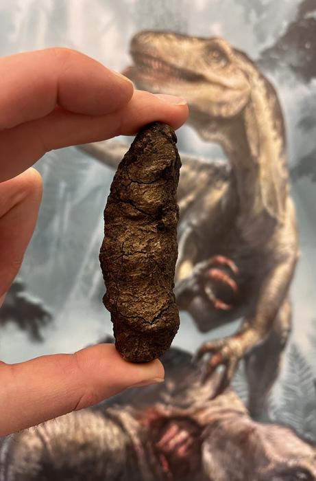 A coprolite from a Smok wawelski species.