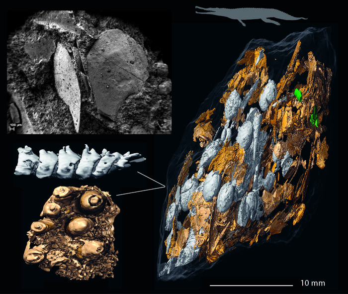 A large coprolite with fish remains.