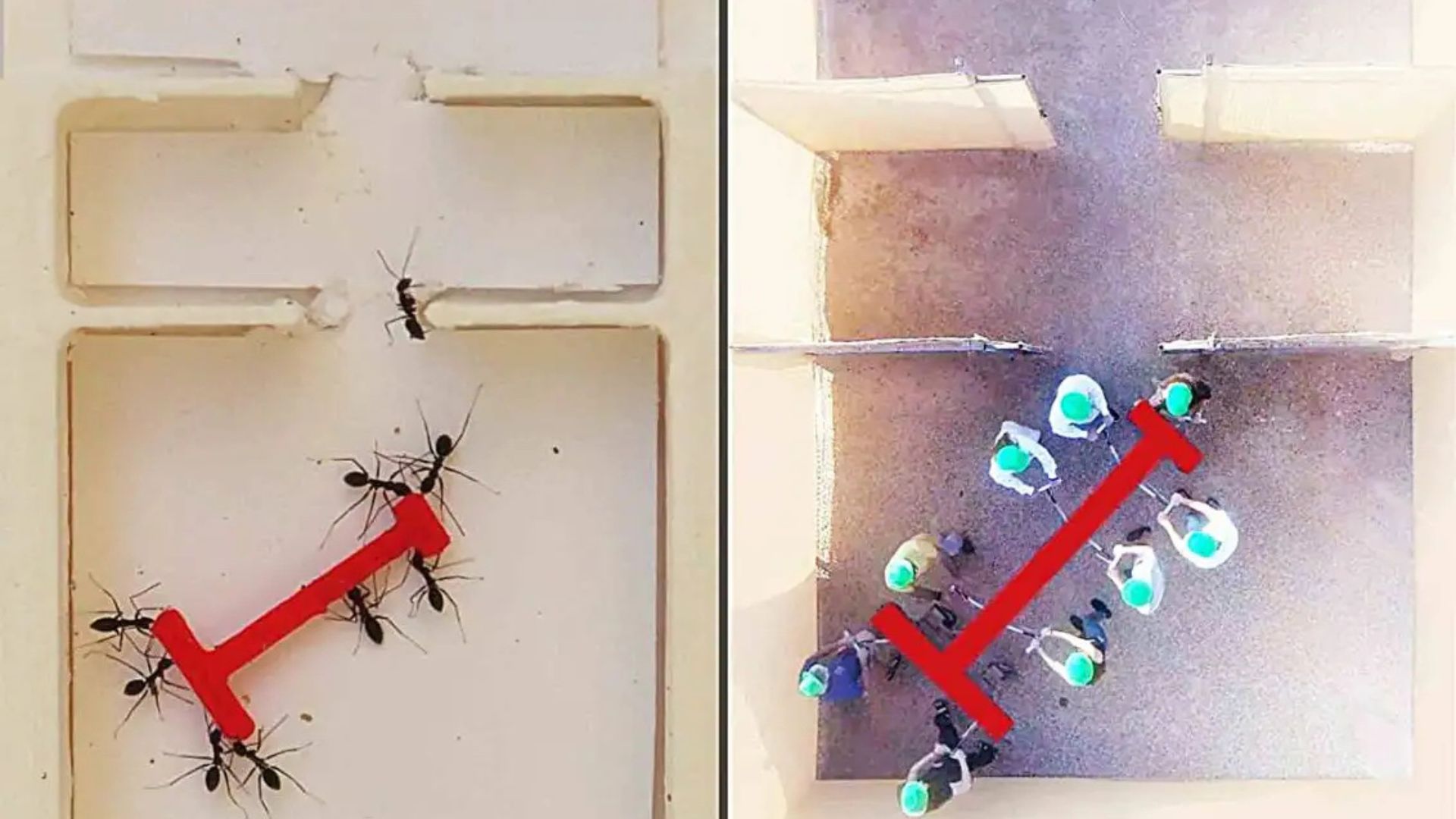 Crazy ants outsmart people in coordination abilities, remedy maze quicker