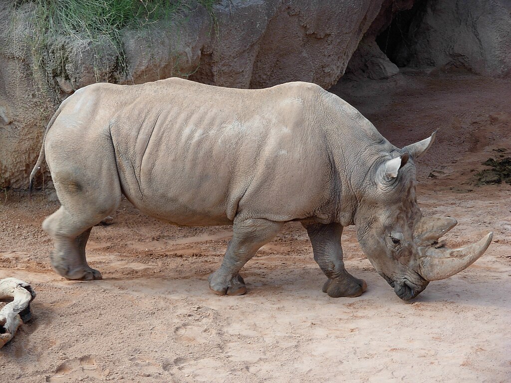 Might of the wild: Here are the 8 largest mammals on Earth