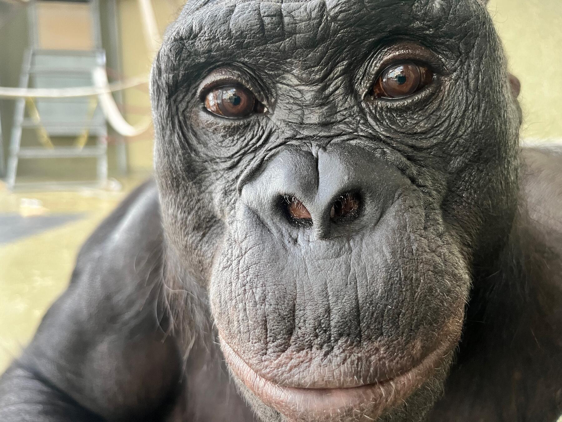 Fun Bonobos Bonobos can spot bozos: Apes can tell when humans act stupid