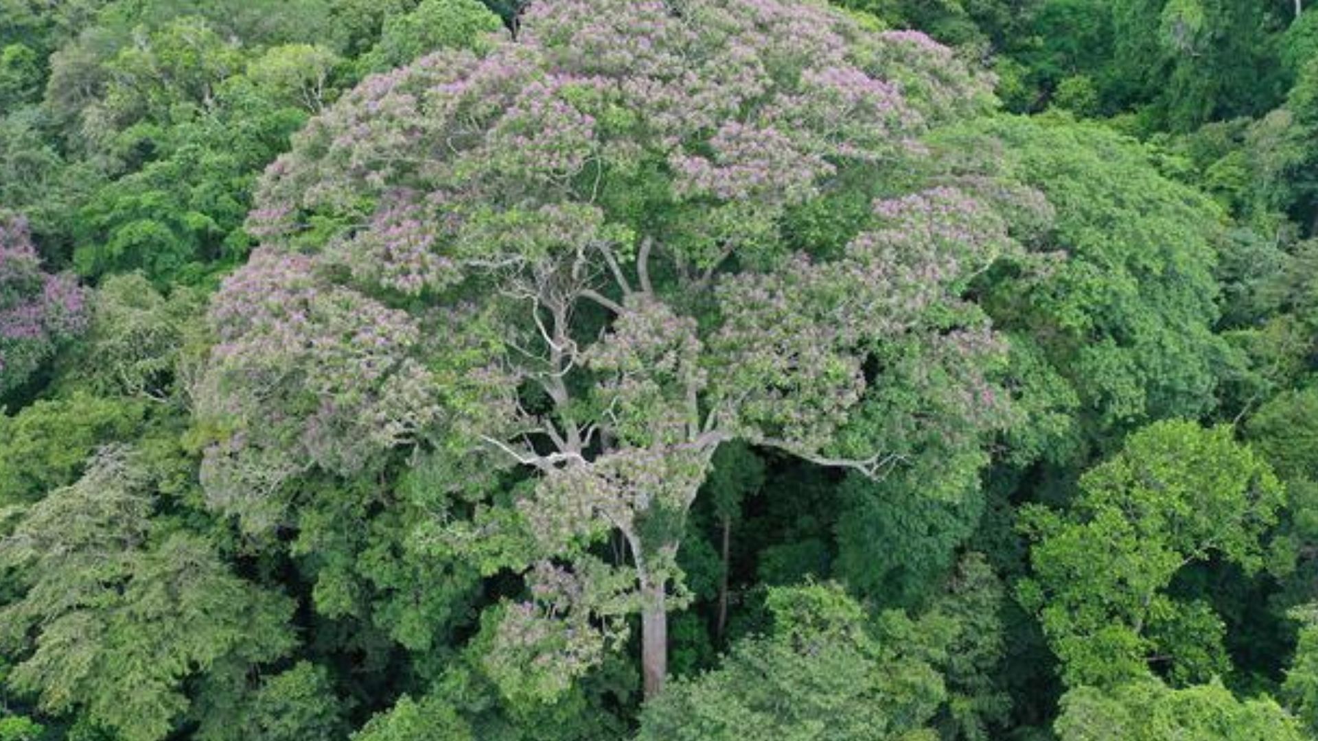 Tree Rods Natural Nature's 'lightning rods': Trees evolved to survive electric jolts