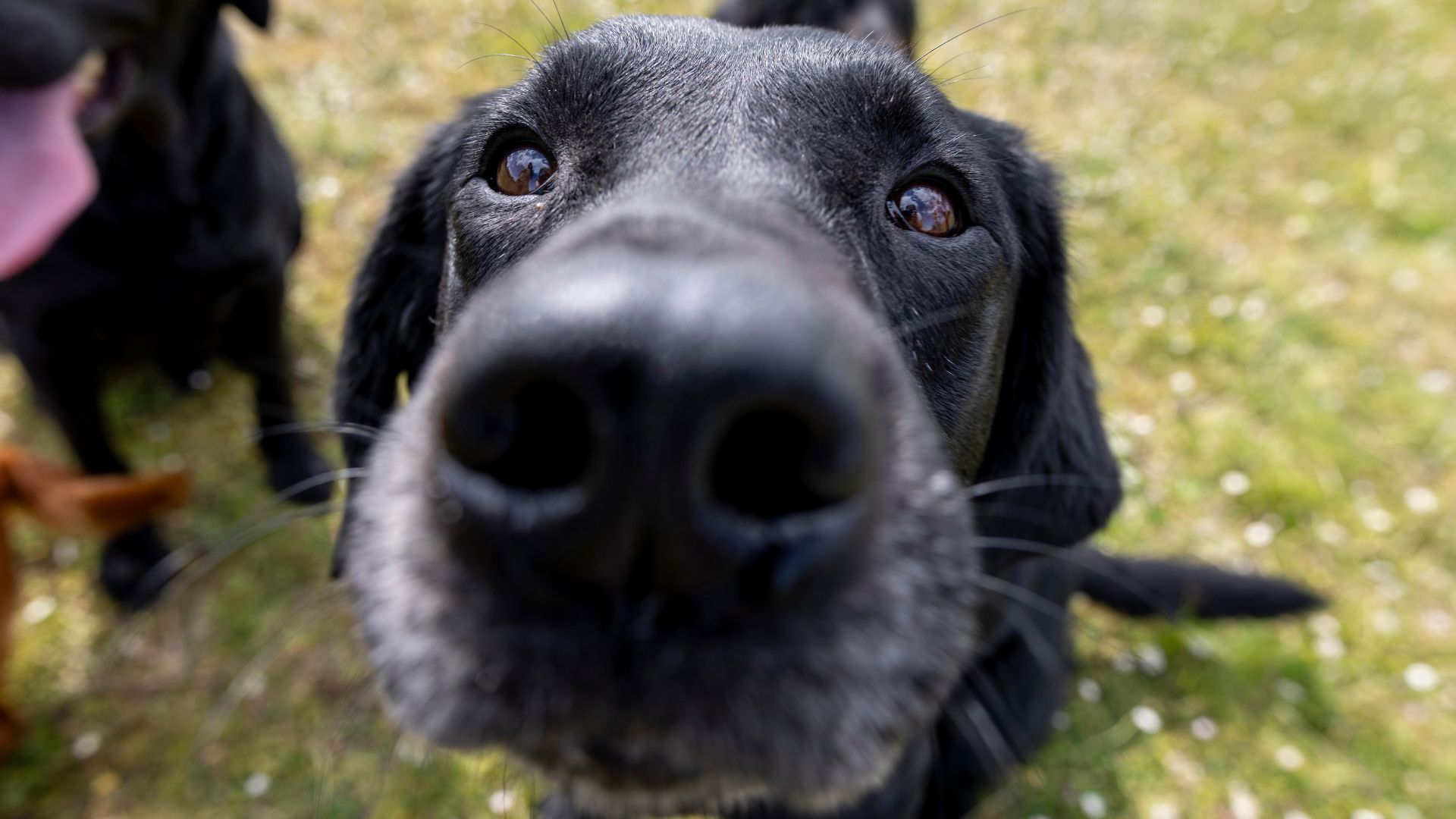 Dogs’ sense of smell to help detect deadly cystic fibrosis bacteria