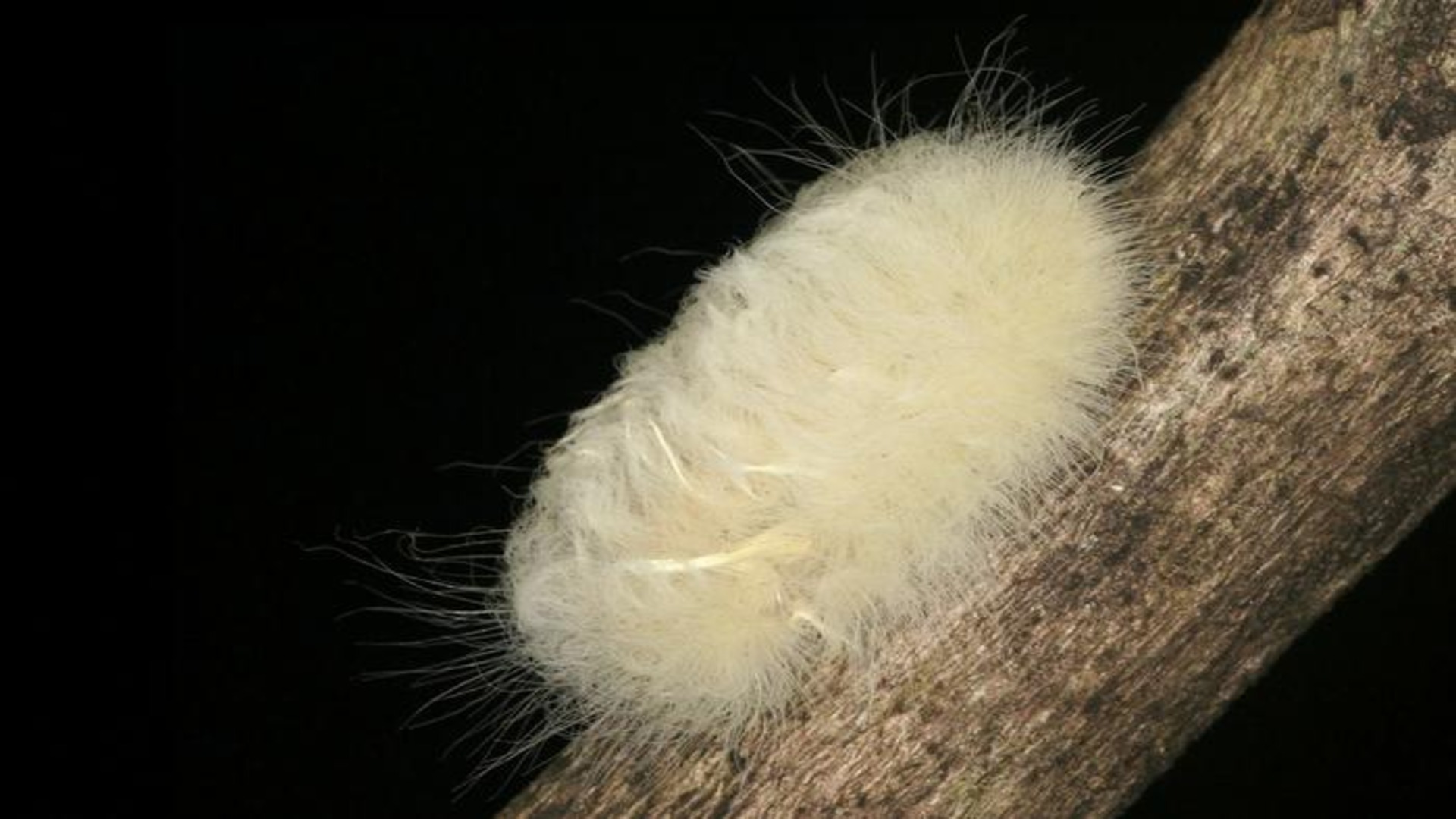 Hummingbird child makes use of caterpillar-like feathers to scare predators