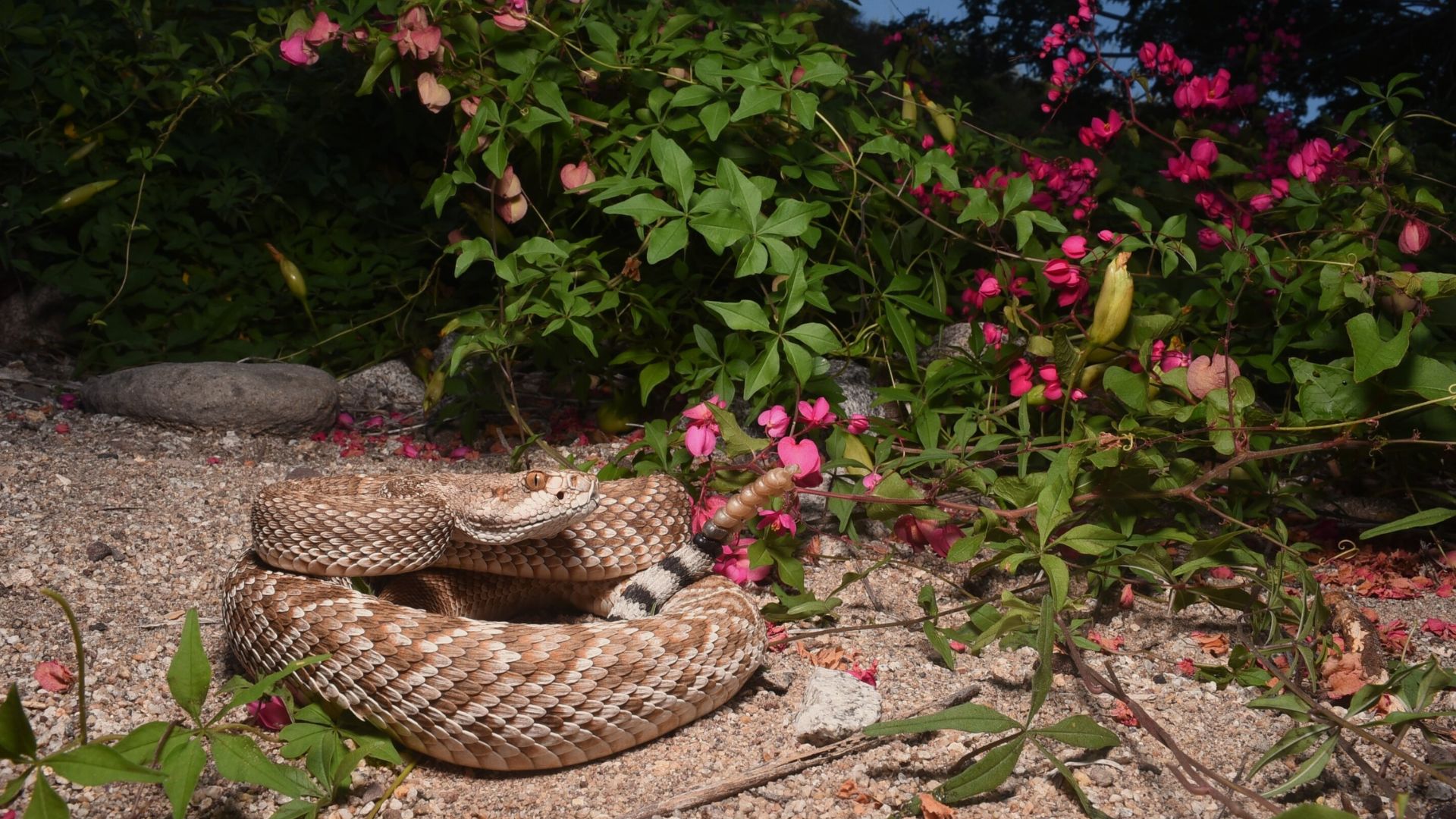Rattlesnakes fine-tune venom as island life rewires their evolution