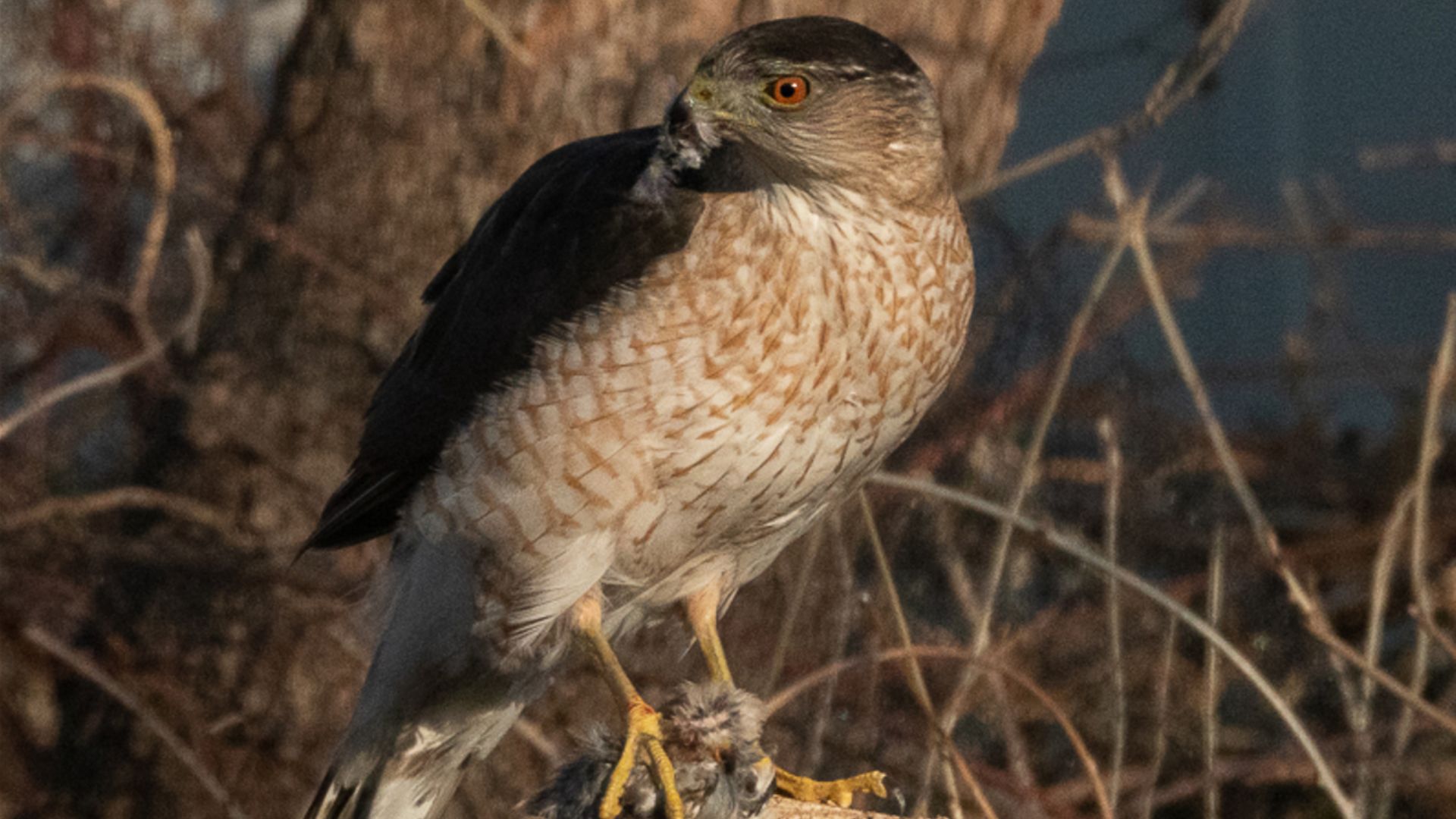 Hawk R. Green Spikes Red, green, strike: Urban hawk times its hunts with traffic signal