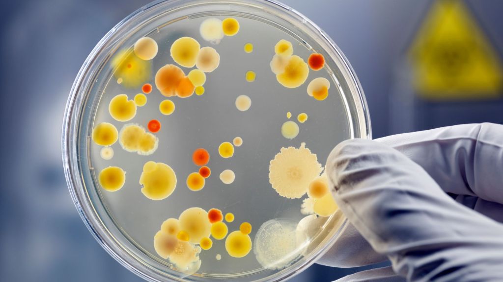 Microbes that capture CO2 quickly could offer promising solution to climate change