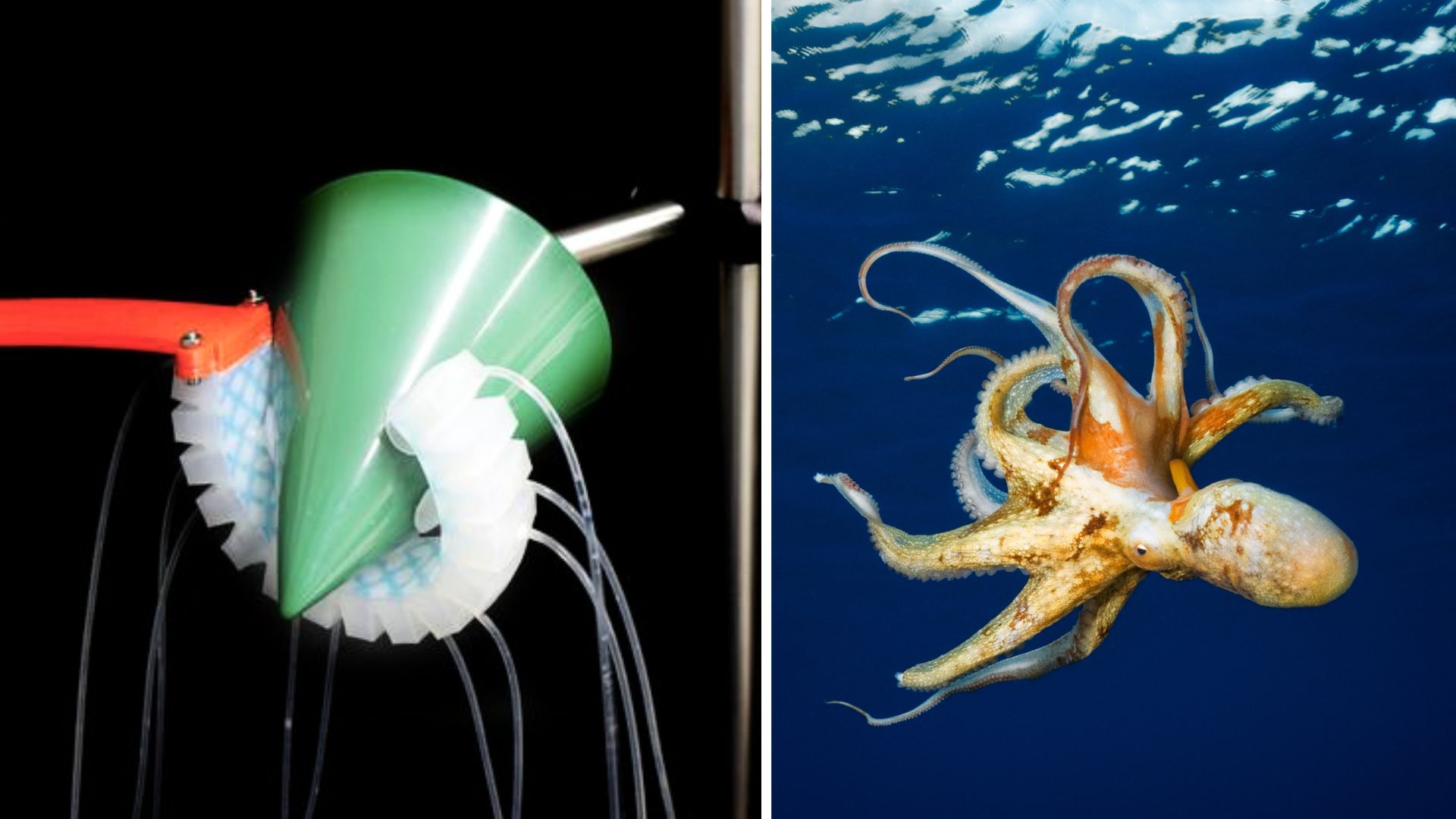 Octopus-inspired robot can decide how to grip objects with accuracy