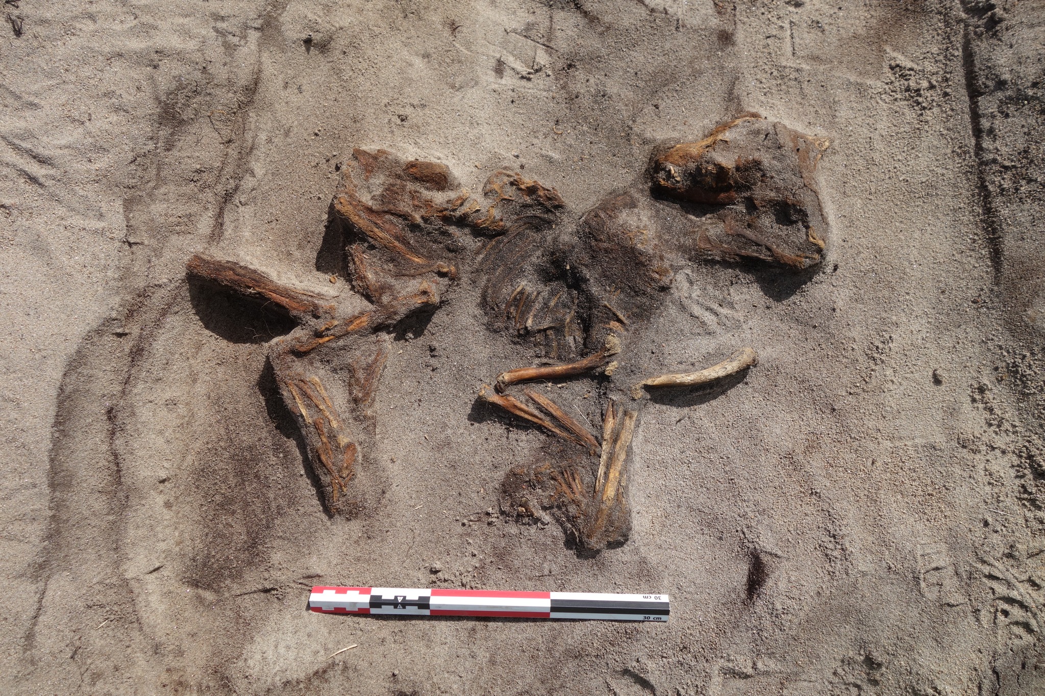 Discovery of Viking boat burial shows woman and dog were companions even in death
