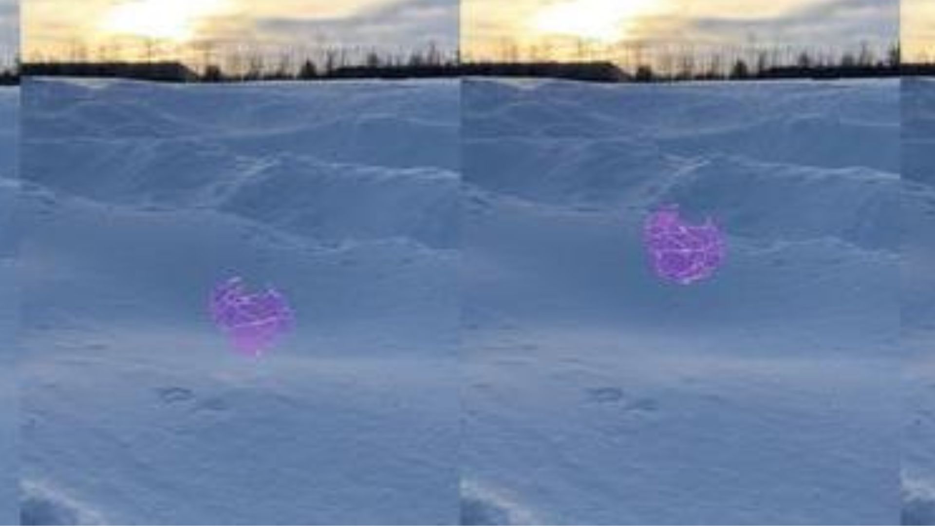 Battery-free magic: US team creates jumping shells for seed dispersal