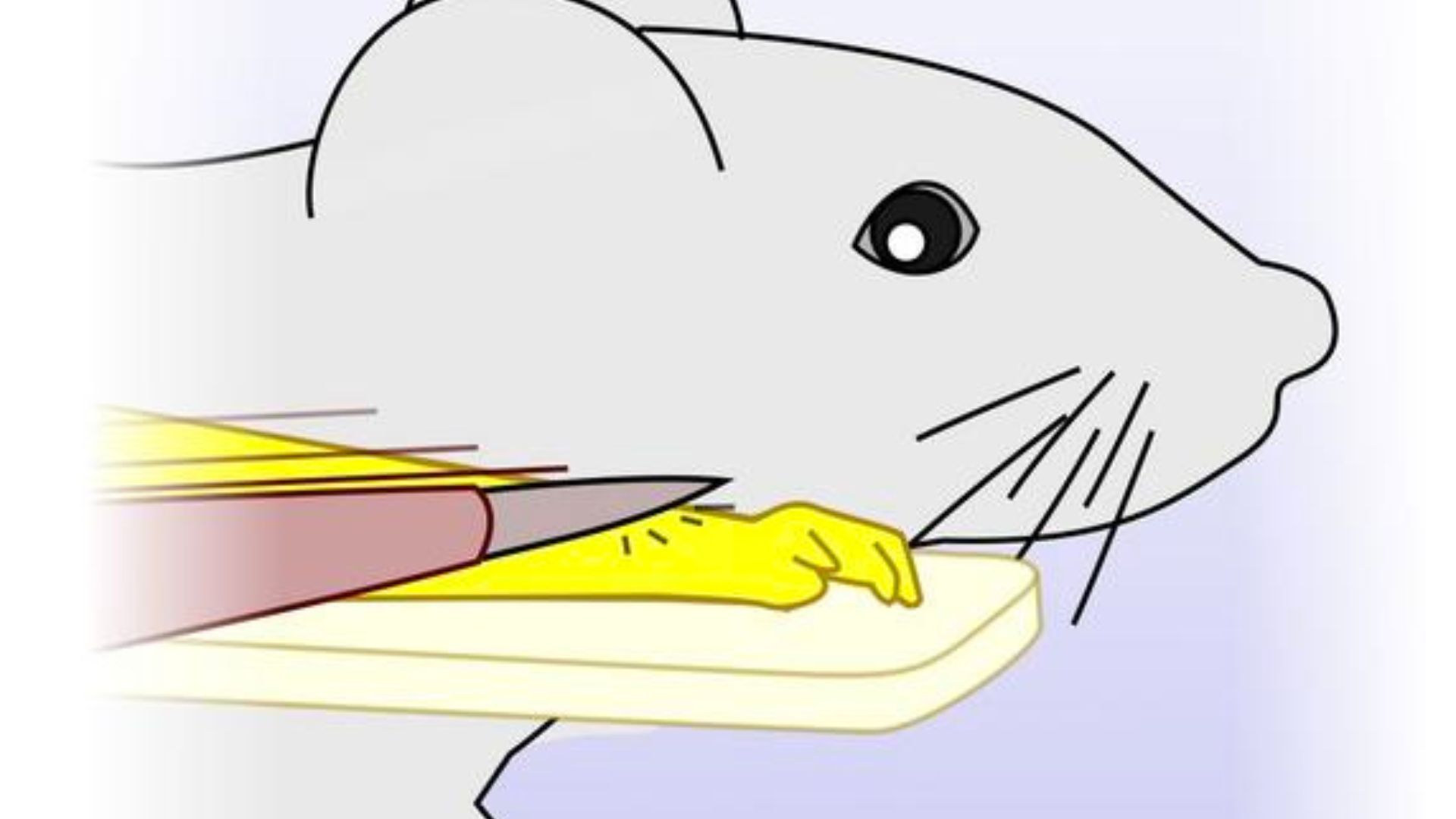 New Study Reveals Mice Experience a Sense of Embodiment Similar to Humans