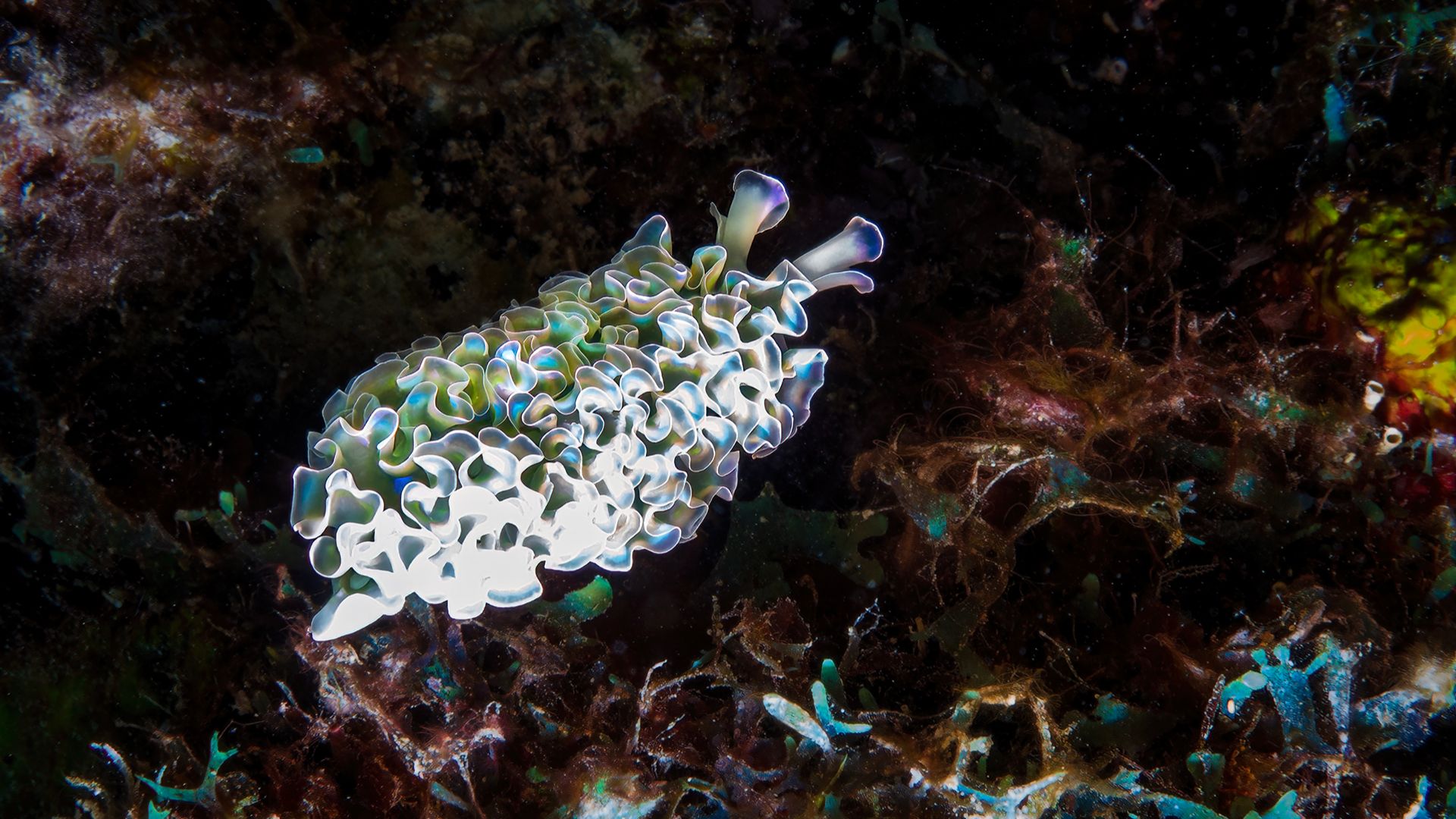 Alien sea slug turns into living solar panel by stealing algae powers
