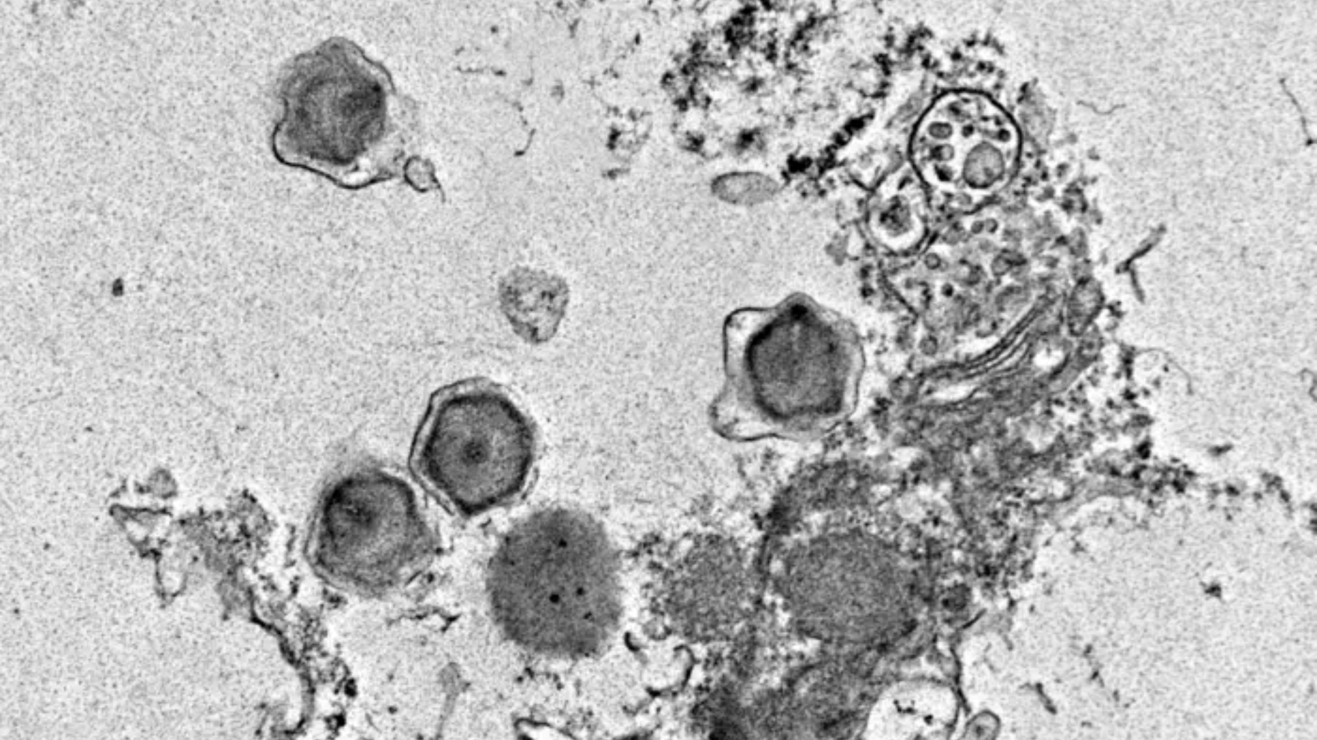 230 giant viruses discovered with surprising effects on ocean health