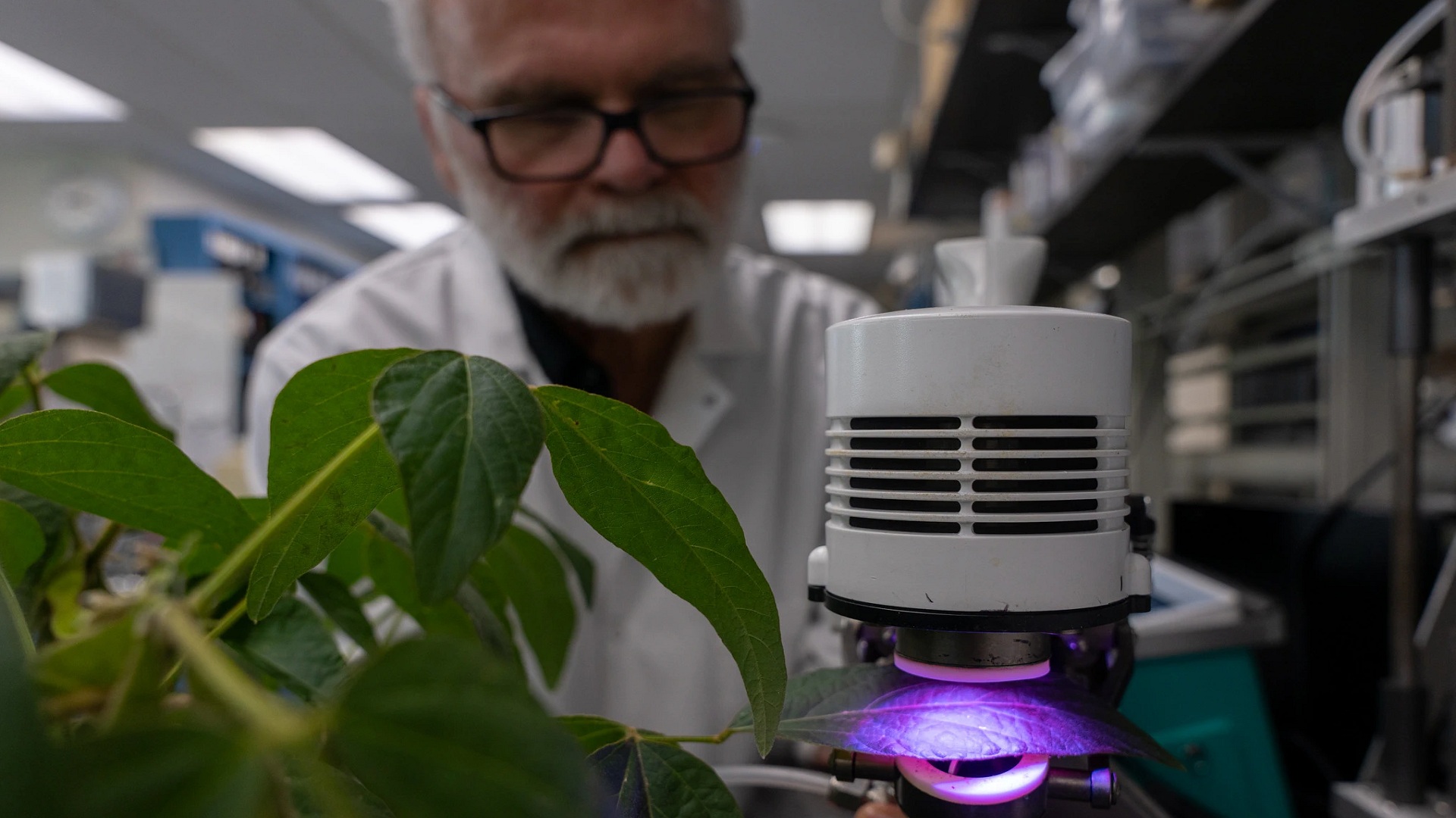 Plant chemical repels bugs but worsens air quality, study shows