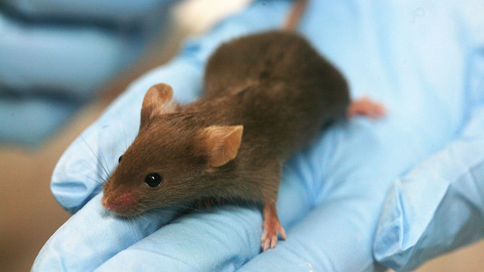 China's scientists use rare mineral tellurium to restore vision in mice