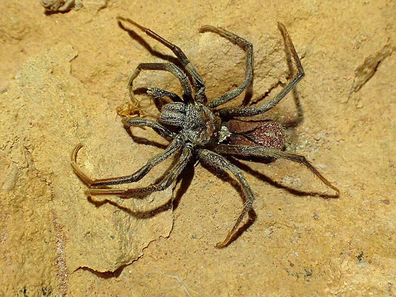 Eyeless Insect Blind spiders and strange wasps uncovered in remote Australian cave