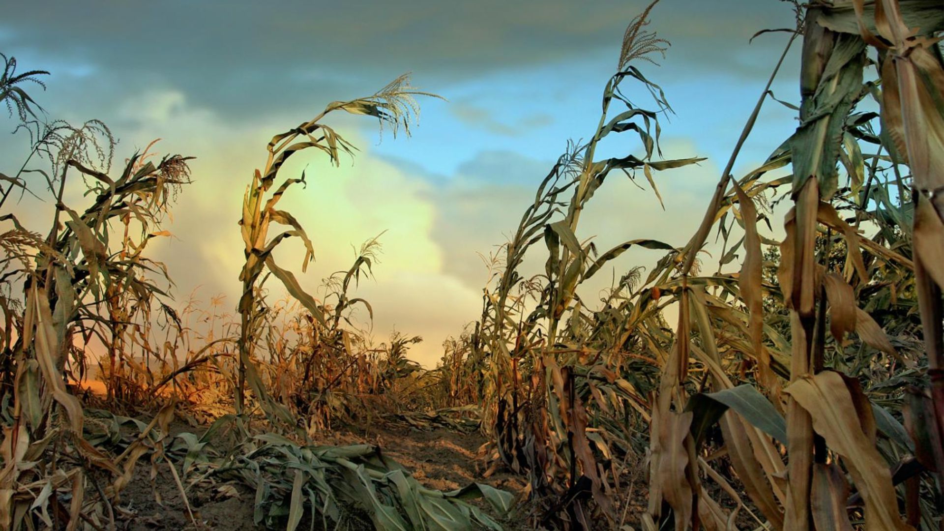 Nuclear war could starve world, wipe out 87% of global corn: Study