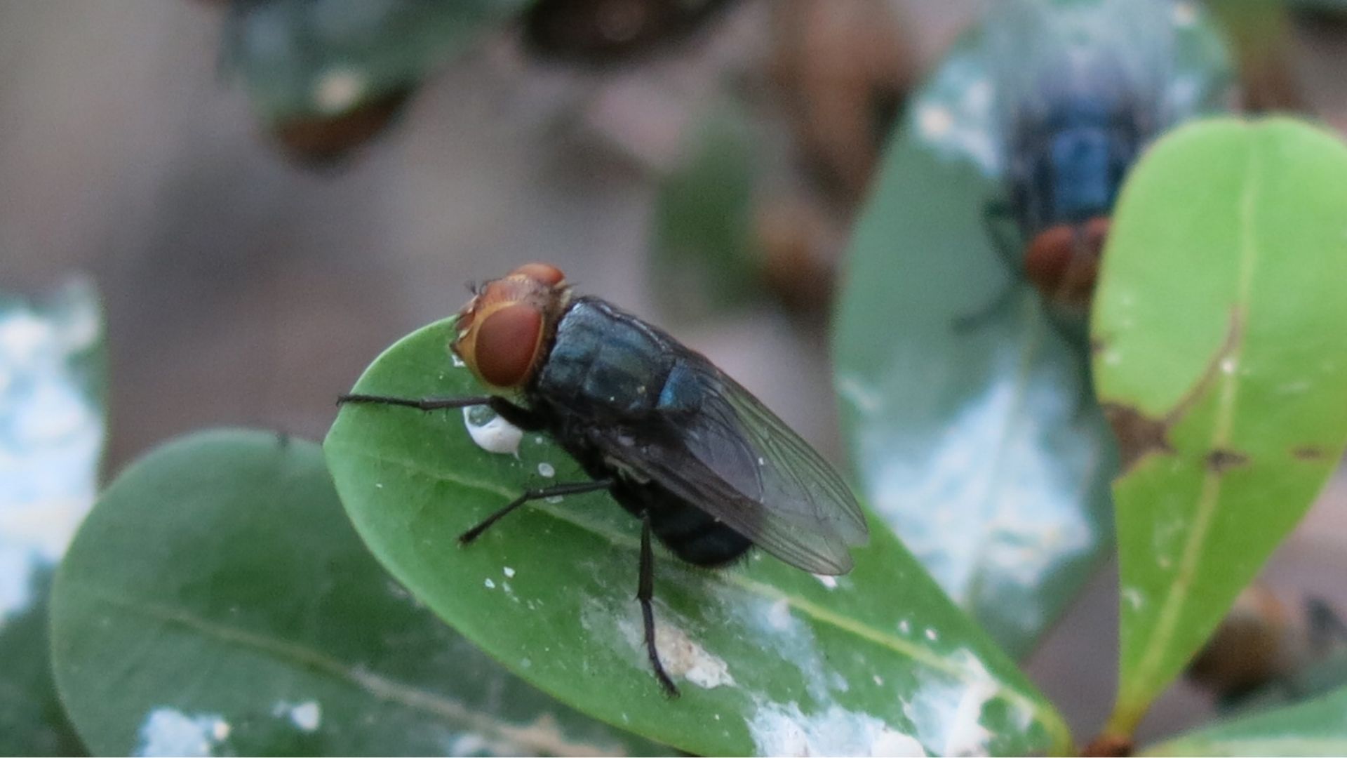 US planes to airdrop billions of flies to combat ‘man-eater’ maggot menace