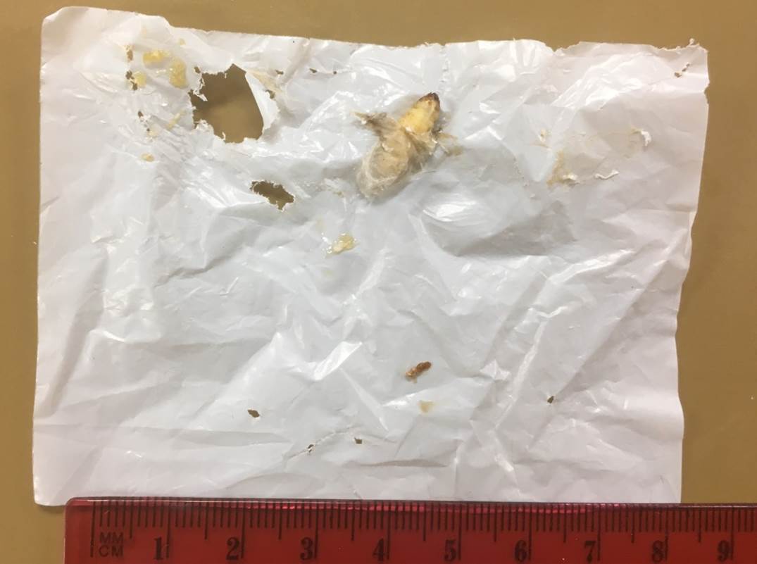 Waxworms can consume plastic, poop benefit and in all probability save the planet