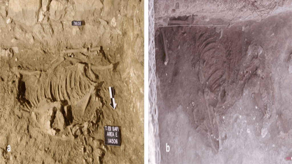 4,500-year-old donkey burials mystery revealed via isotope analysis in new study