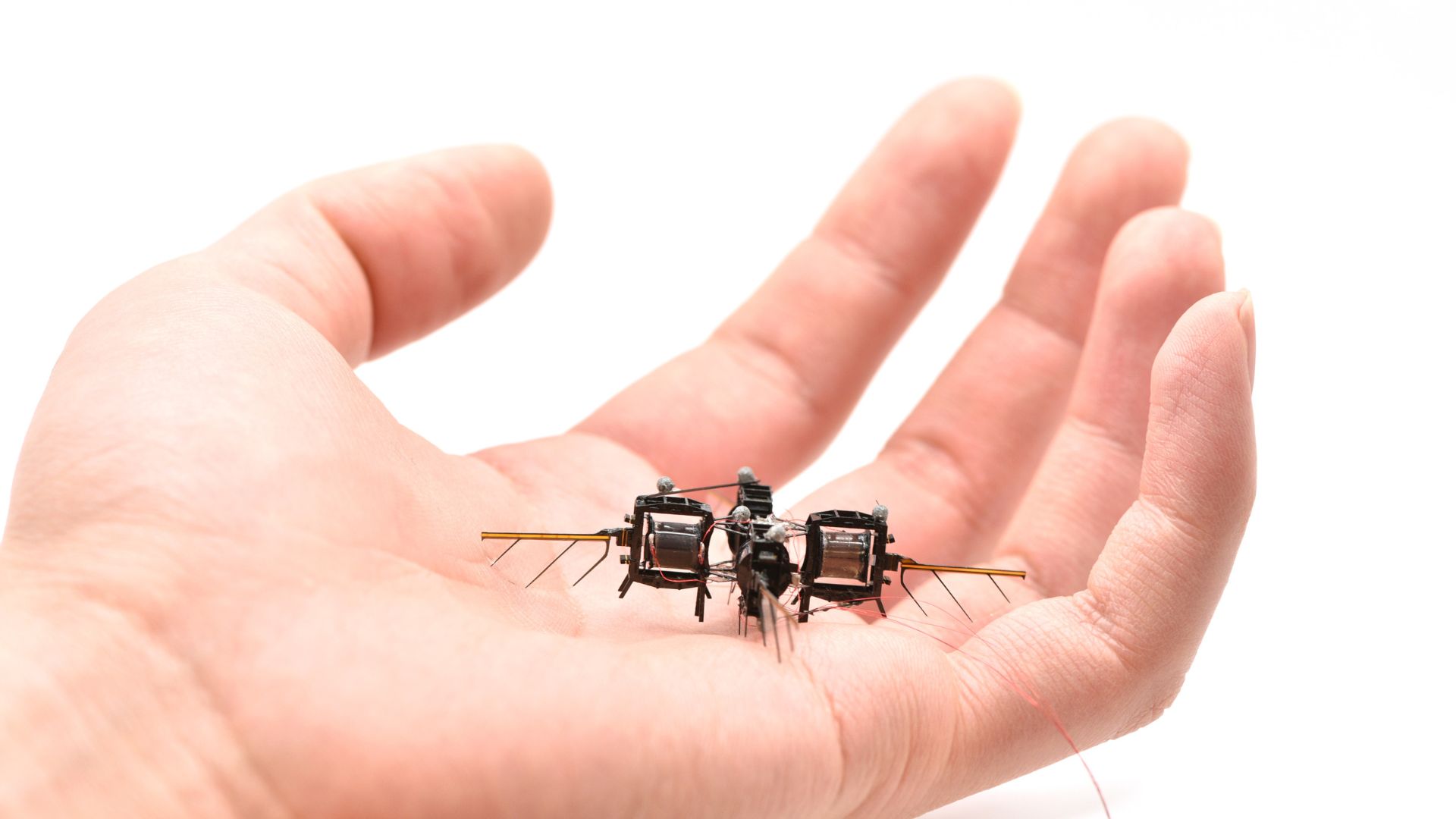 Unraveling Bee Intelligence: Understanding the Neural Mechanisms Behind Their Flight Patterns