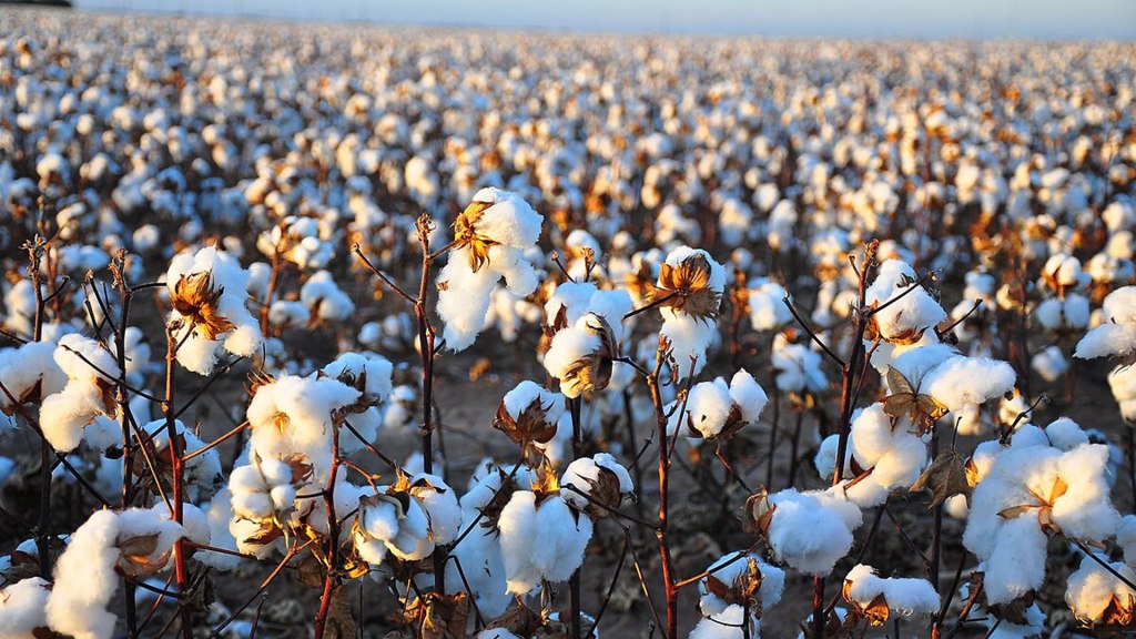 China’s new cotton topping robot fully automates laborious task at 10x speed