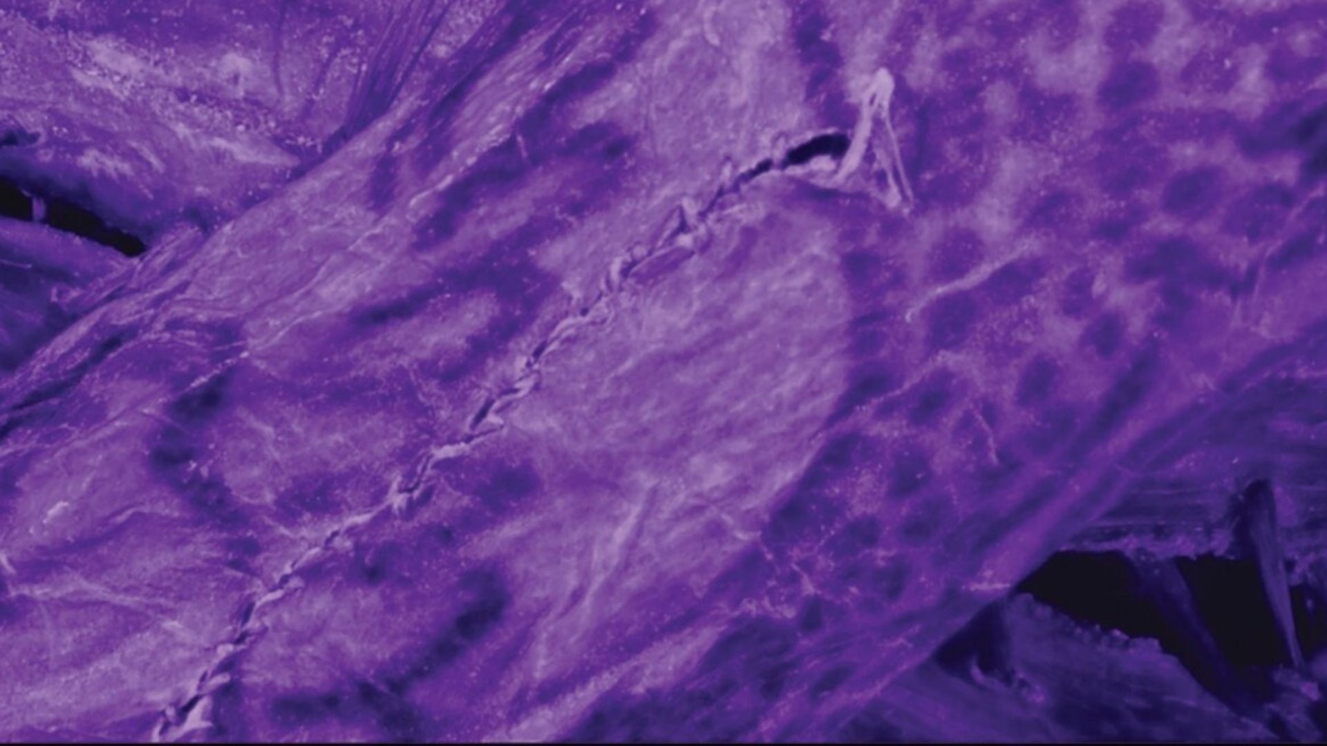 2,300-year-old ice mummy’s tattoos unlock secret to exquisite ancient artistry