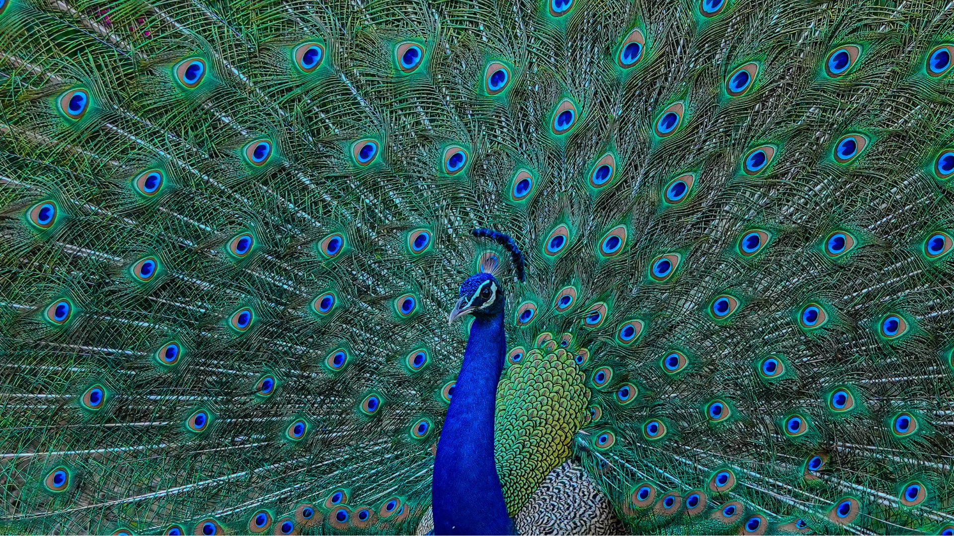 Scientists Discover the Animal Kingdom's FIRST Biolaser! 🌈🐦