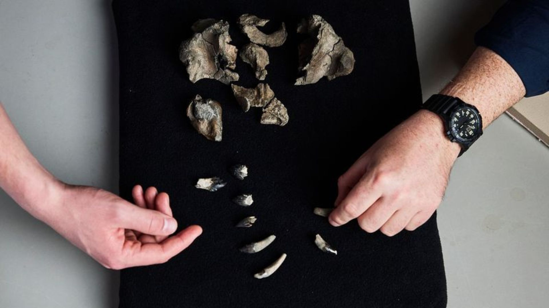 Fossil of 26-million-year-old predator sheds light on whale origins