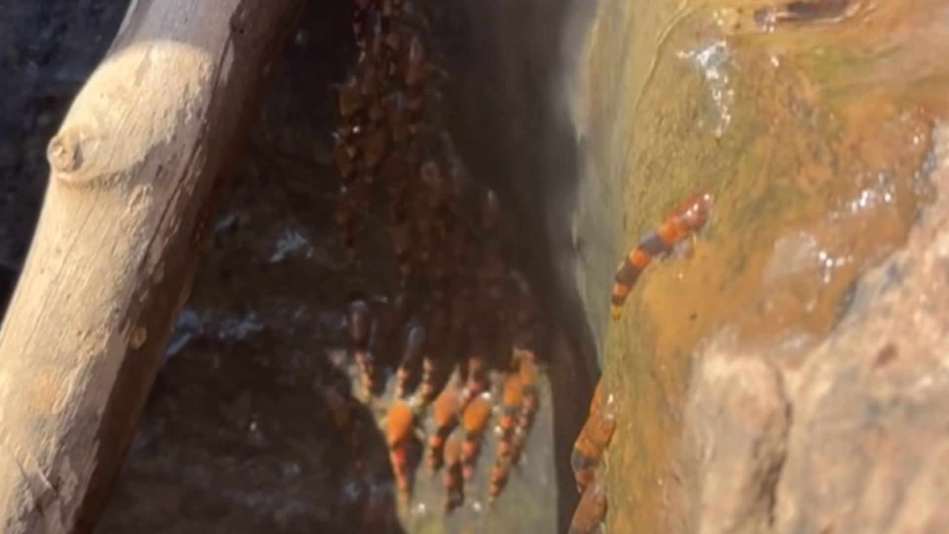 Catfish Climbing Waterfalls? Prepare to Be Amazed!
