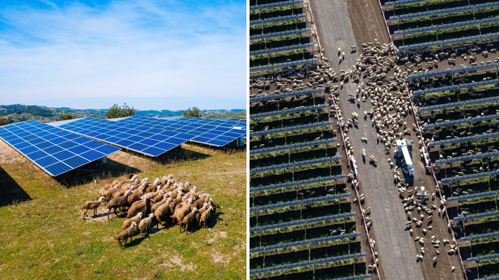 Solar electric sheep marry Australian farmers with clean energy
