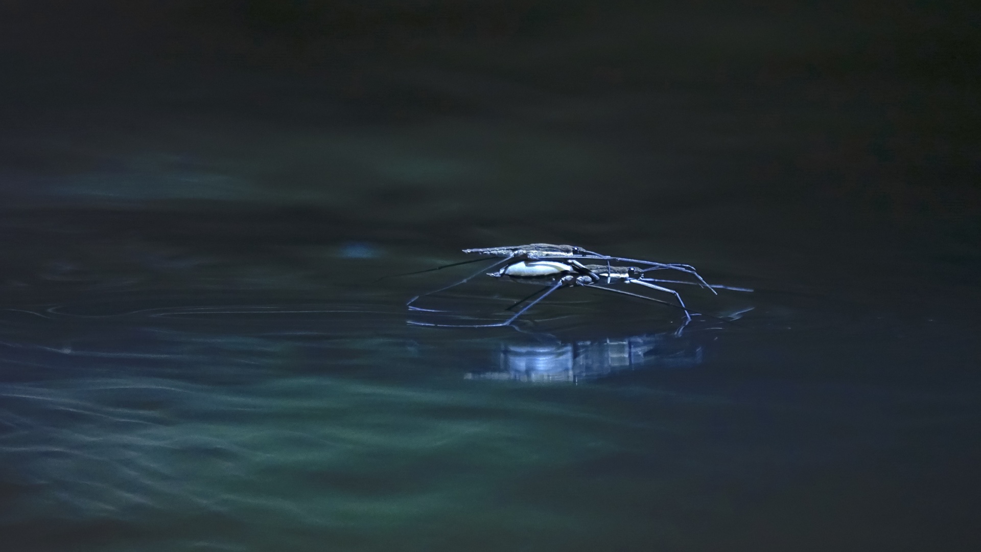Scientists craft strider-like robots that paddle and walk on water