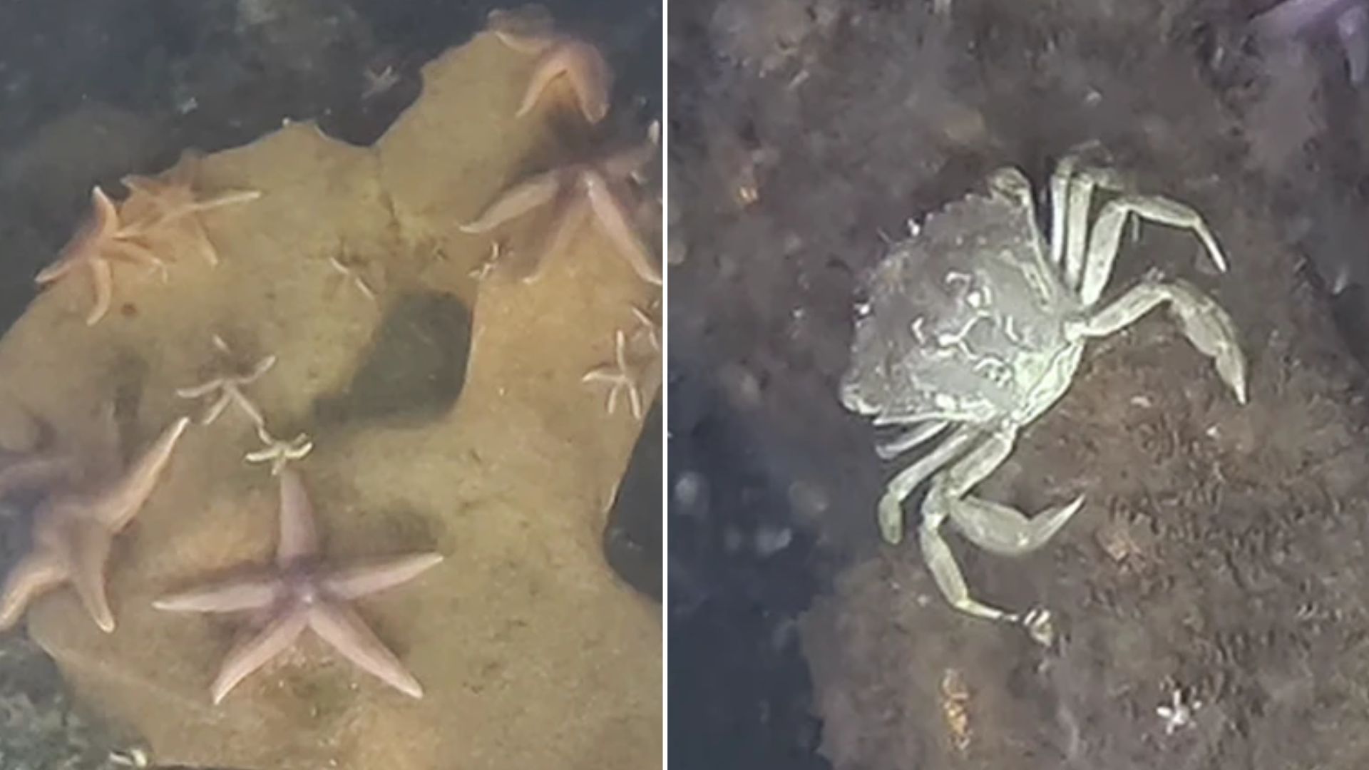 World War II weapons dump site turns into surprising refuge for sea creatures
