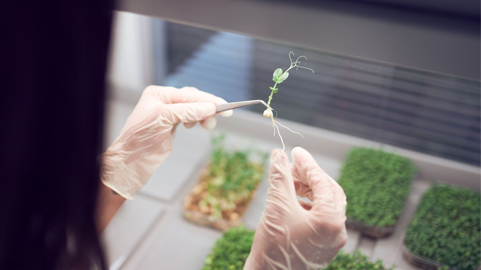New ‘artificial plant’ uses solar power to clean radioactive soil