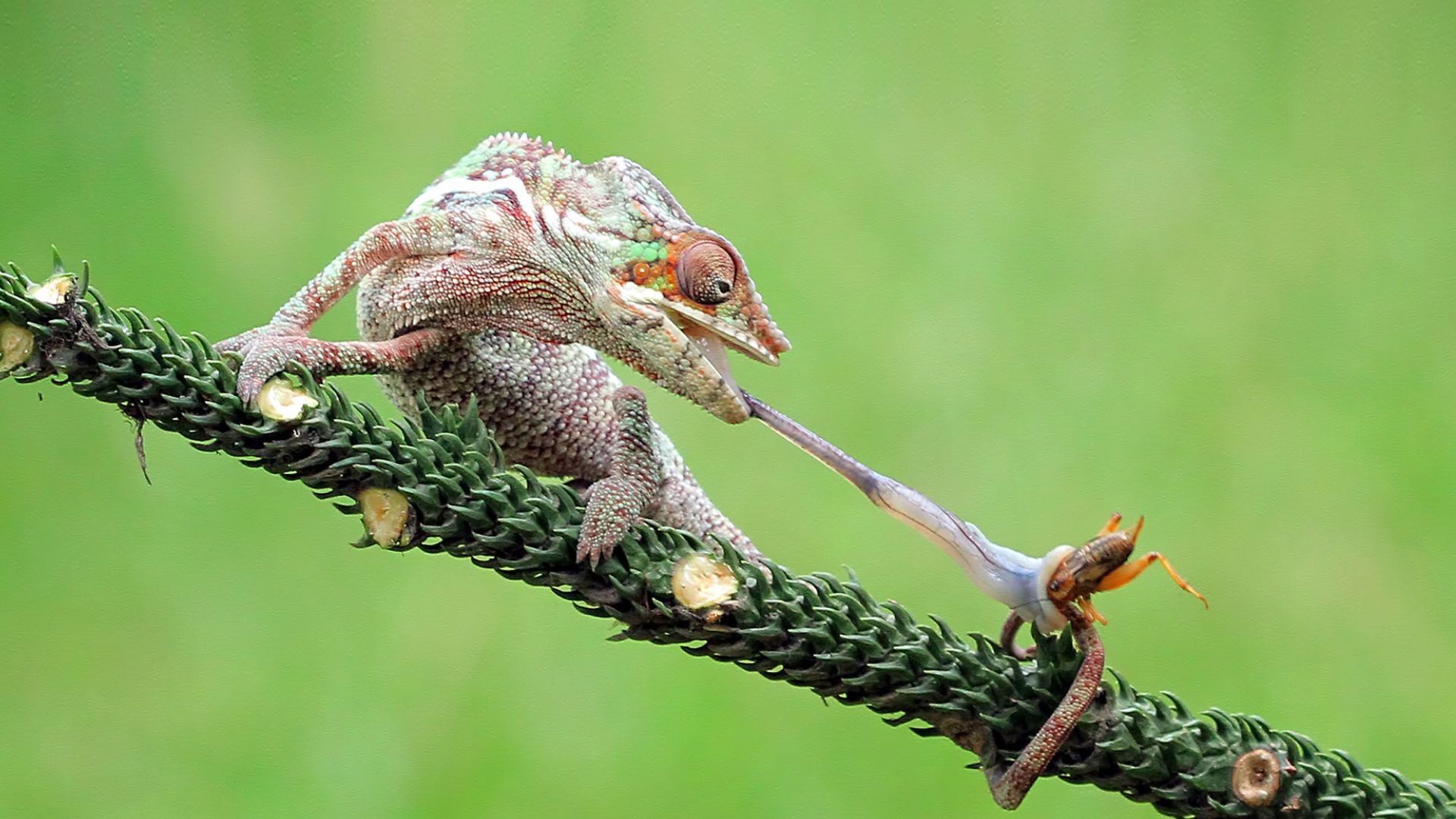 Lightning-fast chameleon tongues may inspire medical, space tech