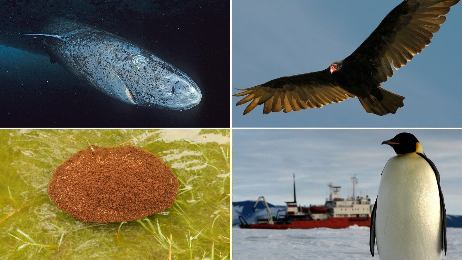 Celina powell thothub