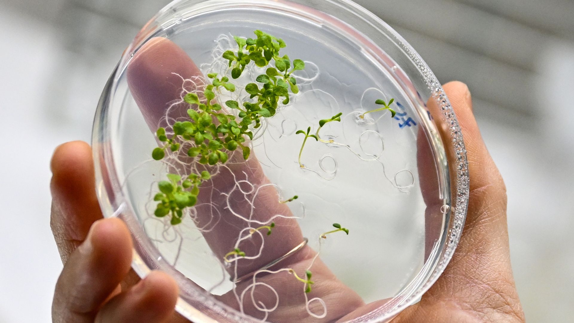New metabolic cycle boosts carbon capture, increases seed yields in plants