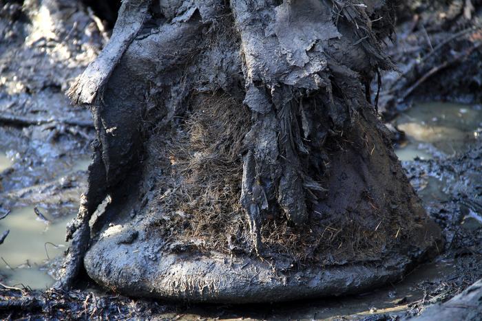 Million-year-old mammoth bones hold world’s oldest DNA tracing ancient microbial life