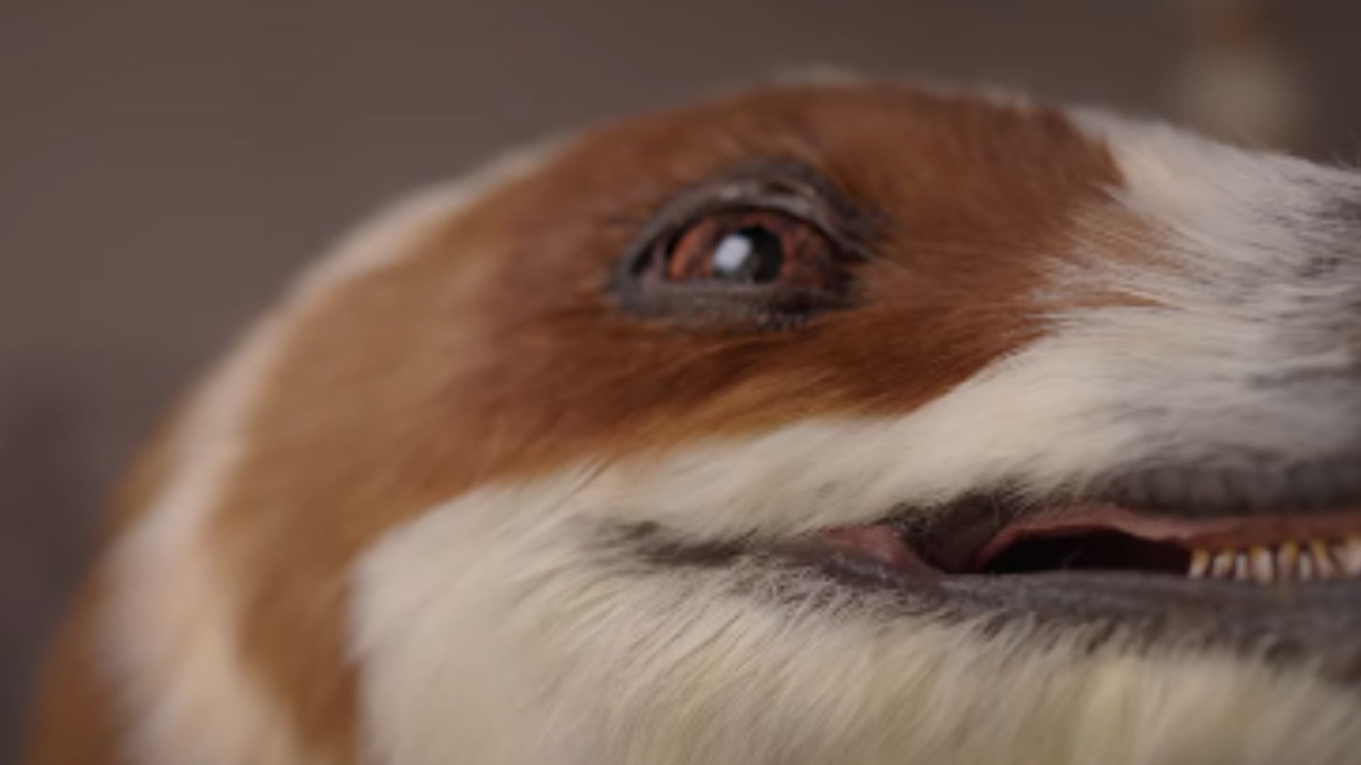 Video: Feathered dinosaur robot from China can walk, breathe and even ‘murmur’