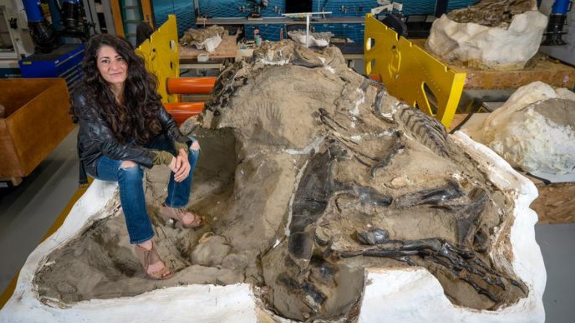 Dueling Dinosaurs' fossil settles long-standing T.rex debate