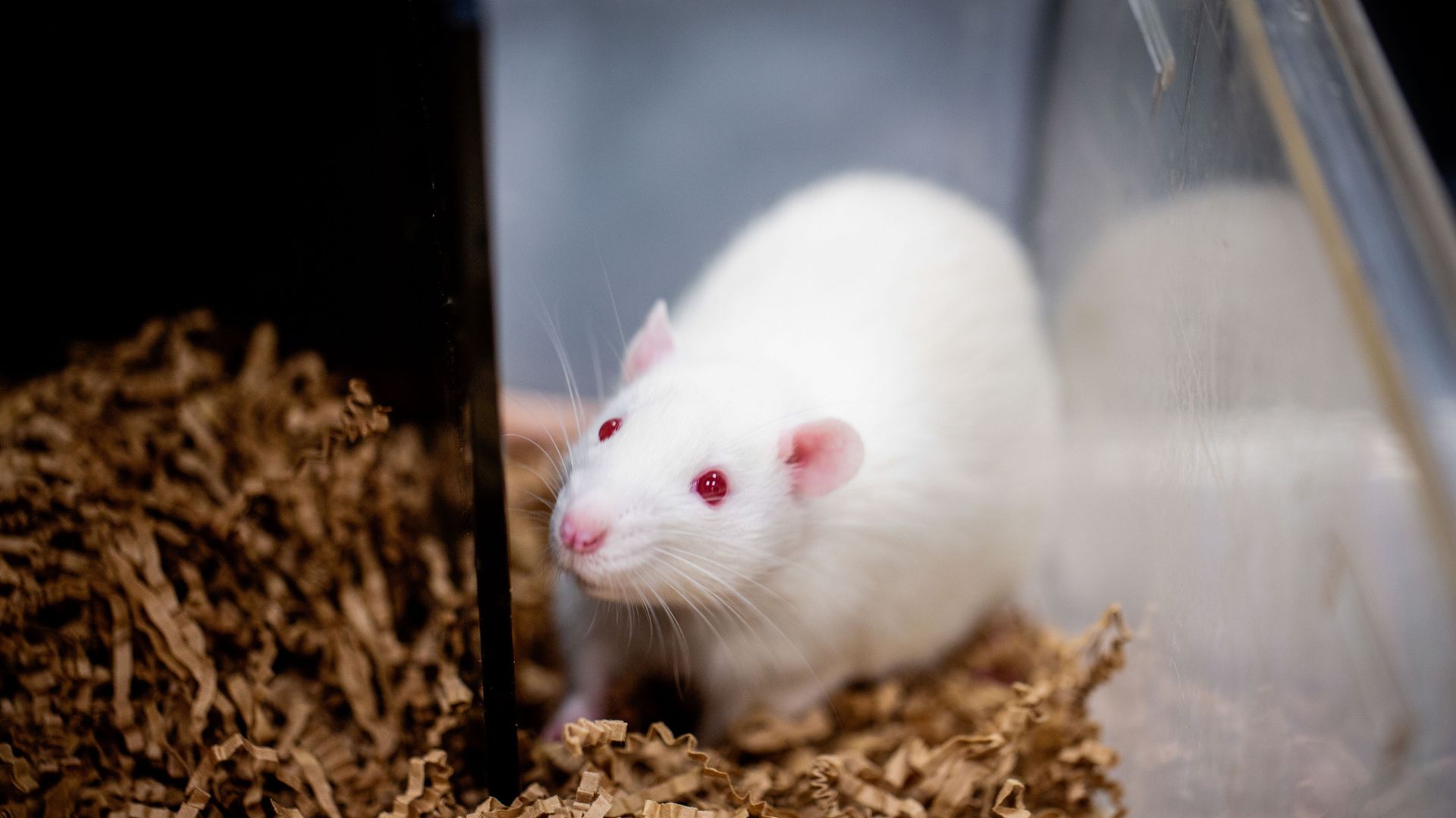 Scientists restore sperm production, offering hope for male infertility cure