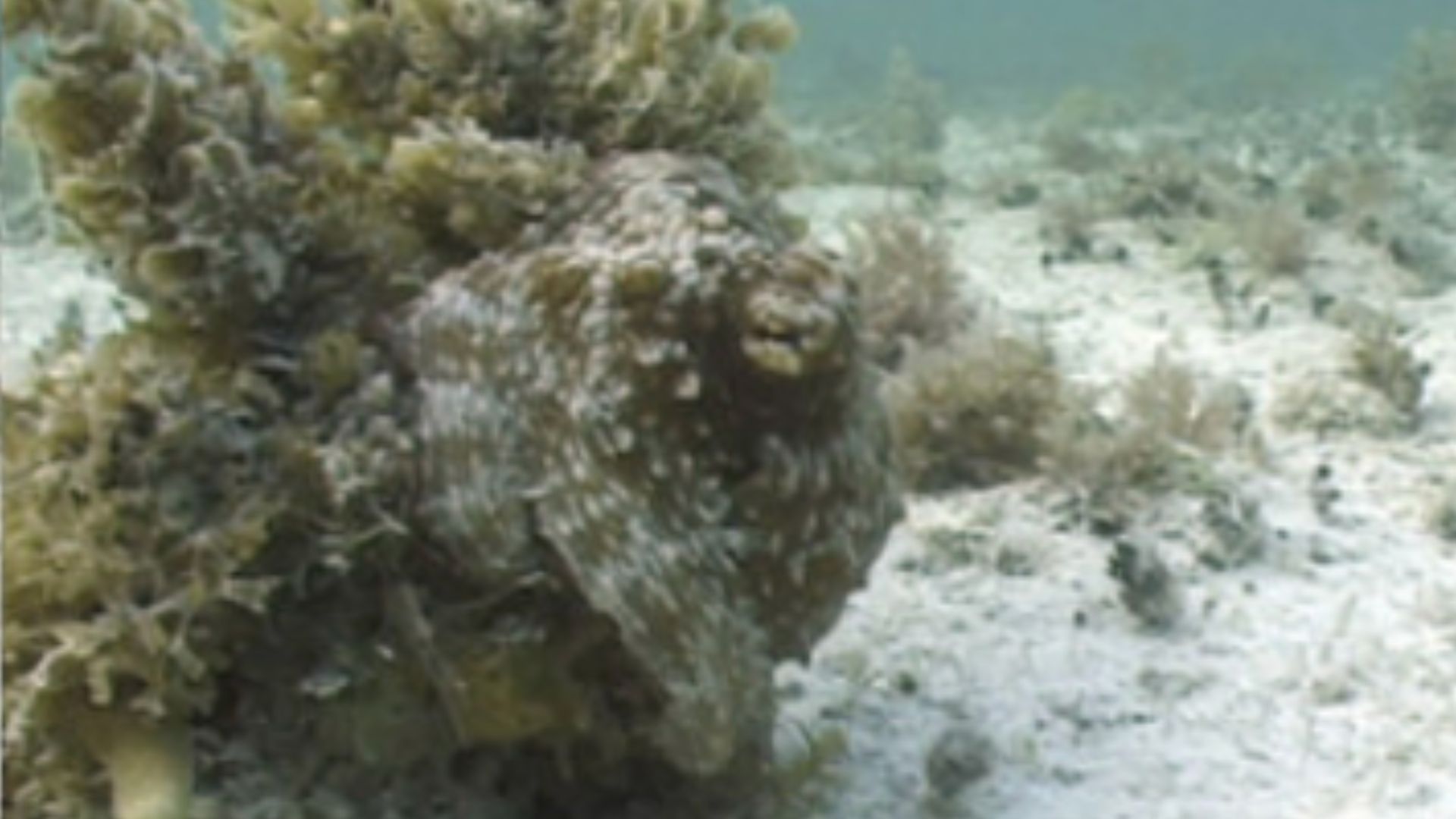 Robot mới lấy cảm hứng từ bạch tuộc có thể di chuyển, ẩn mình và nâng vật nặng gấp 30 lần trọng lượng của nó